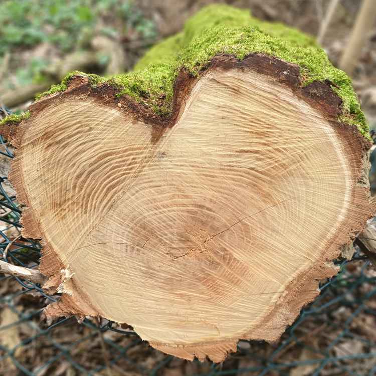Ein Herz aus Holz