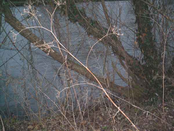 Natur am Ufer