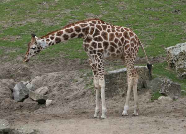 Junge Giraffe