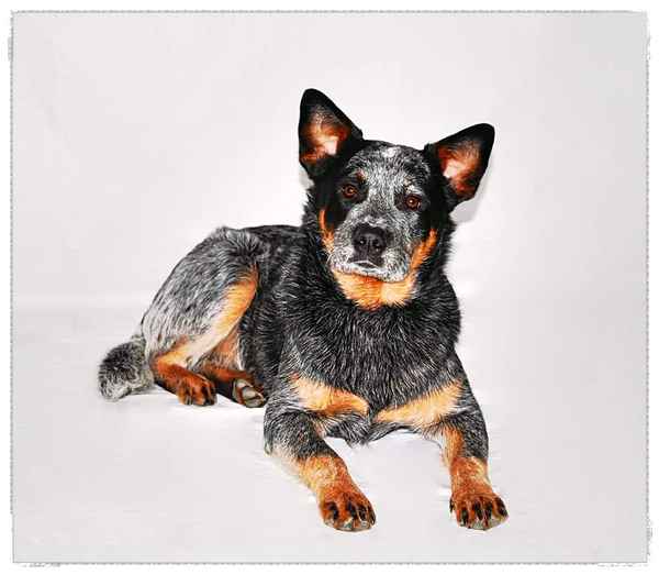 Cattle Dog