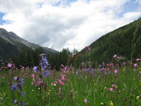 Saftige Almwiese III