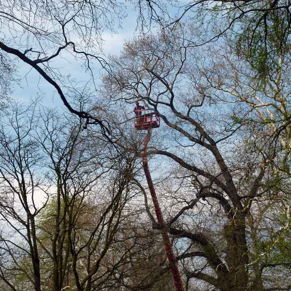 Ein Gärtner in der Baumkrone eines Baumes im Park des Schlosses Pillnitz ( Sachsen )