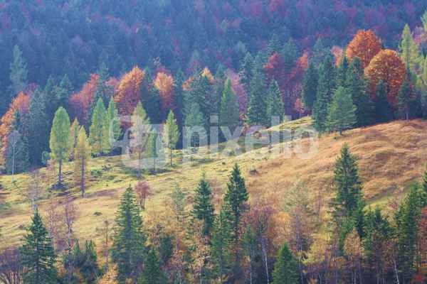 Herbststimmung