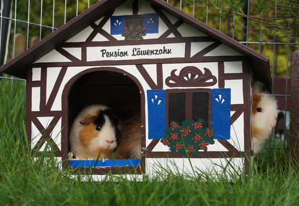 Meerschweinchen