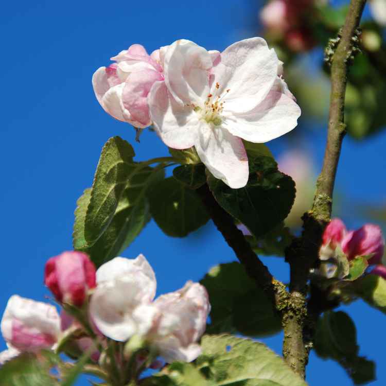 Apfelblüte 06