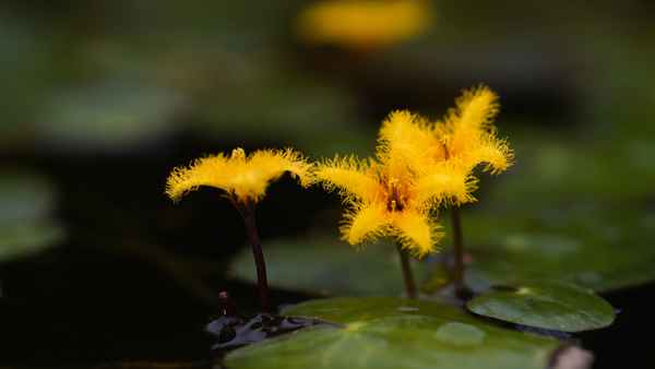 Goldene Seekanne
