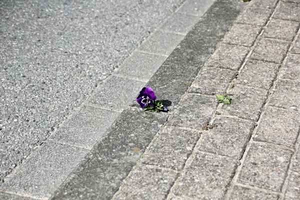 Die (Asphalt-) Wüste lebt!!!