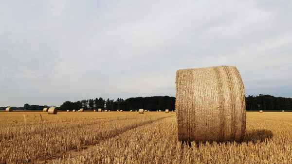 die ernte beginnt