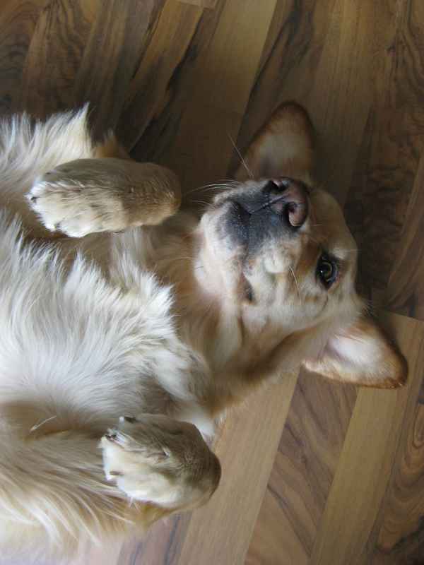 Golden Retriever beim ausruhen