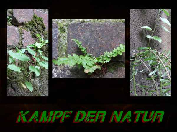 Kampf der Natur 1te