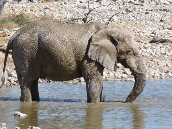 Ein Schlammbad (Etosha Namibia)