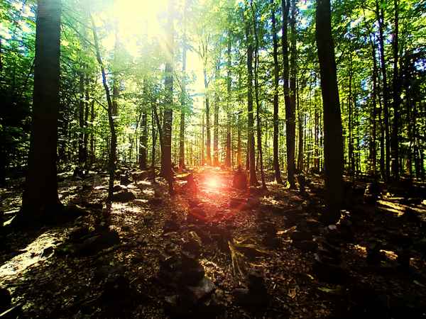 Sonne im Wald