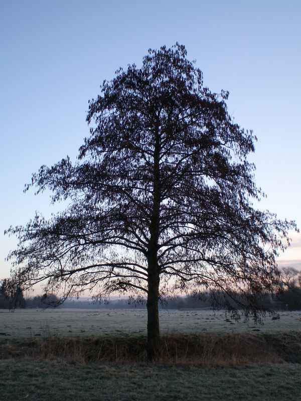 Mein Freund der Baum...