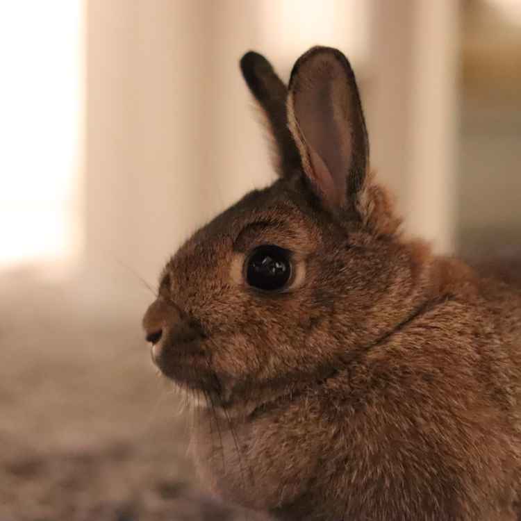 Kaninchen im Wohnzimmer