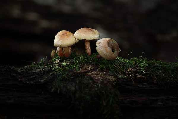 Pilze