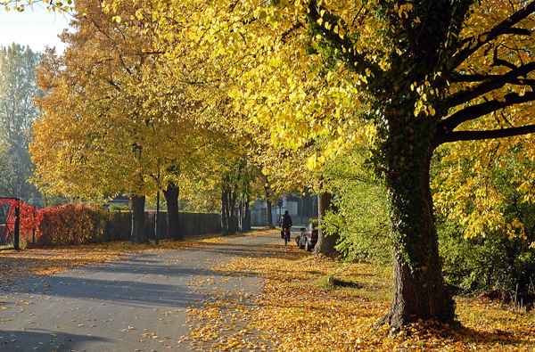 Goldener Herbst