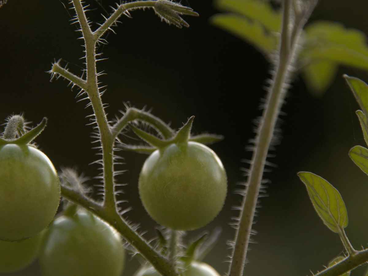 Grüne Tomate