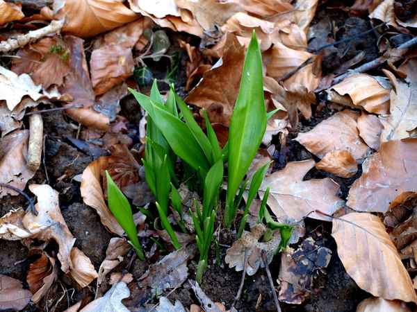 jetzt schon Bärlauch (19.02.)