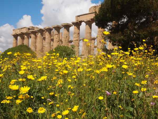 Tempelanlage bei Selinunte /  Sizilien