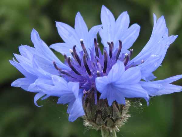 Kornblume
