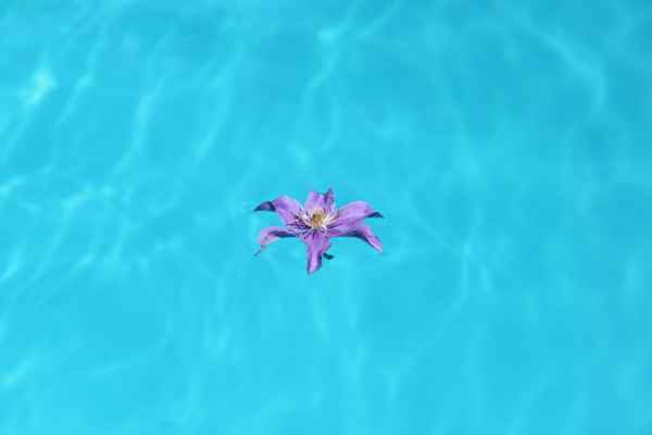 Blume im Pool