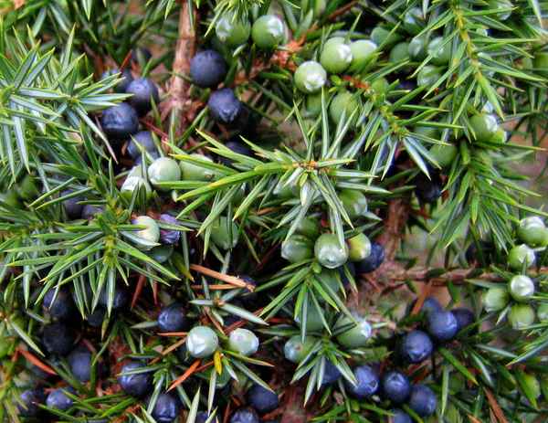 Wacholderbeeren