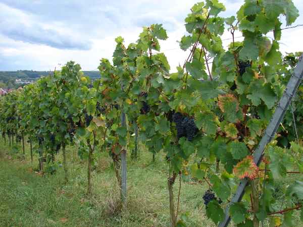 blauer Wein