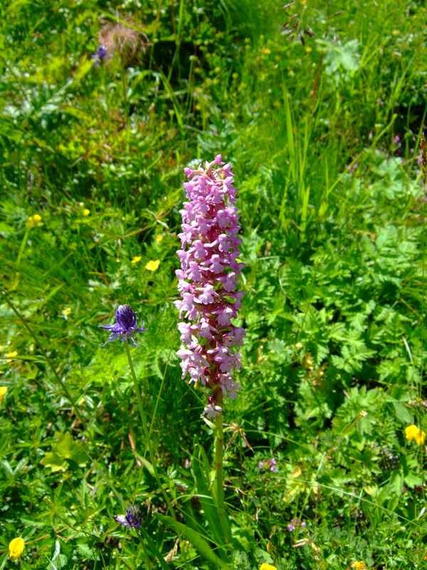 Wiesenorchidee