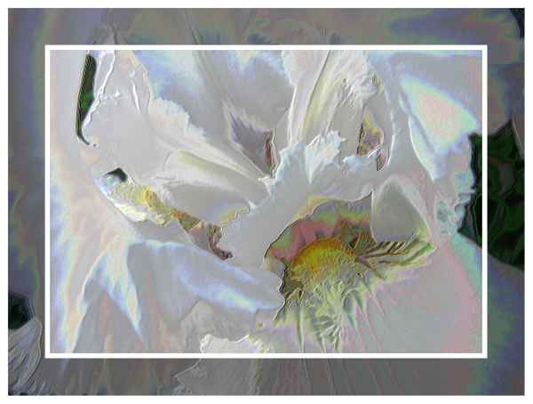 Schwertlilie...im Rahmen