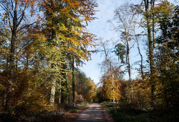 Spaziergang im Wald