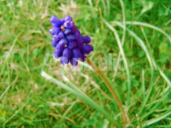 Blaue Blümchen 3