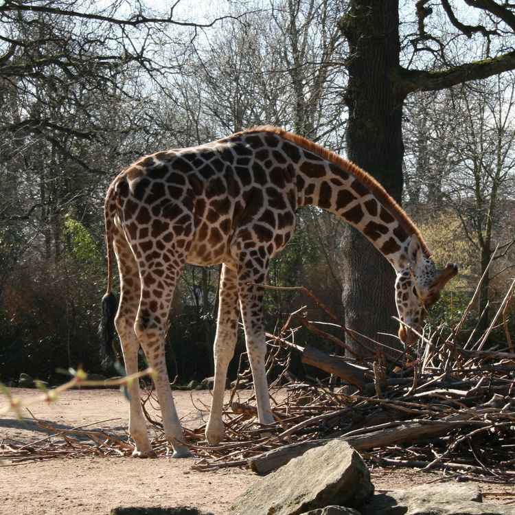 Giraffe