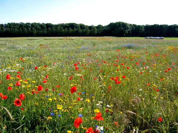 Blumenwiese in Dänemark