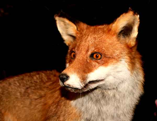 Tierpräperat Rotfuchs