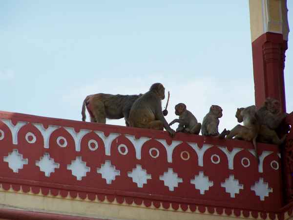 indische Affenfamilie