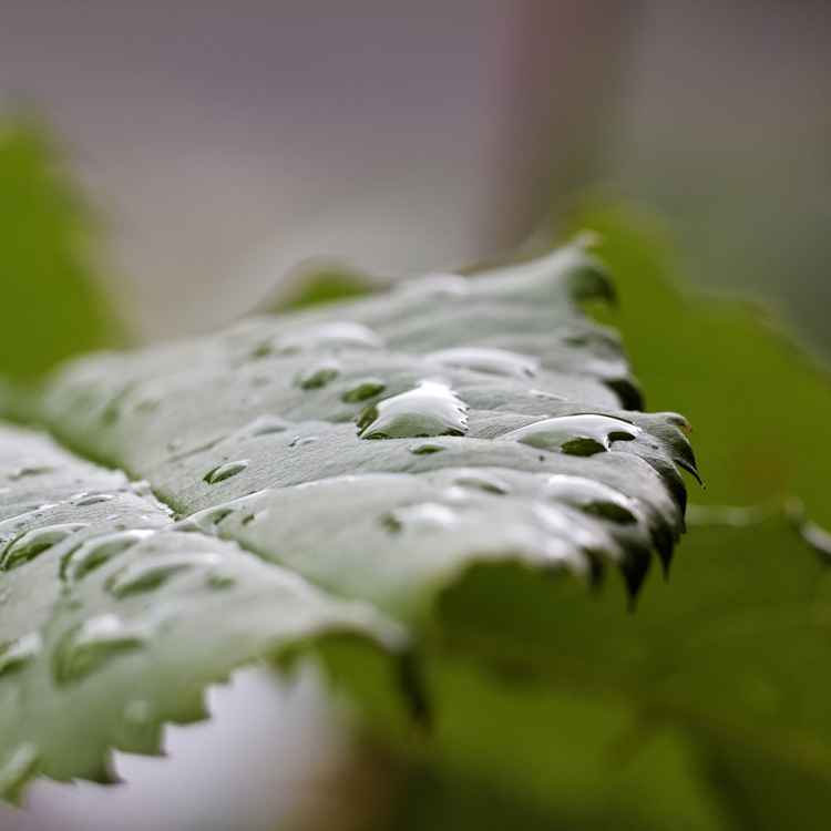 Nach dem Regen