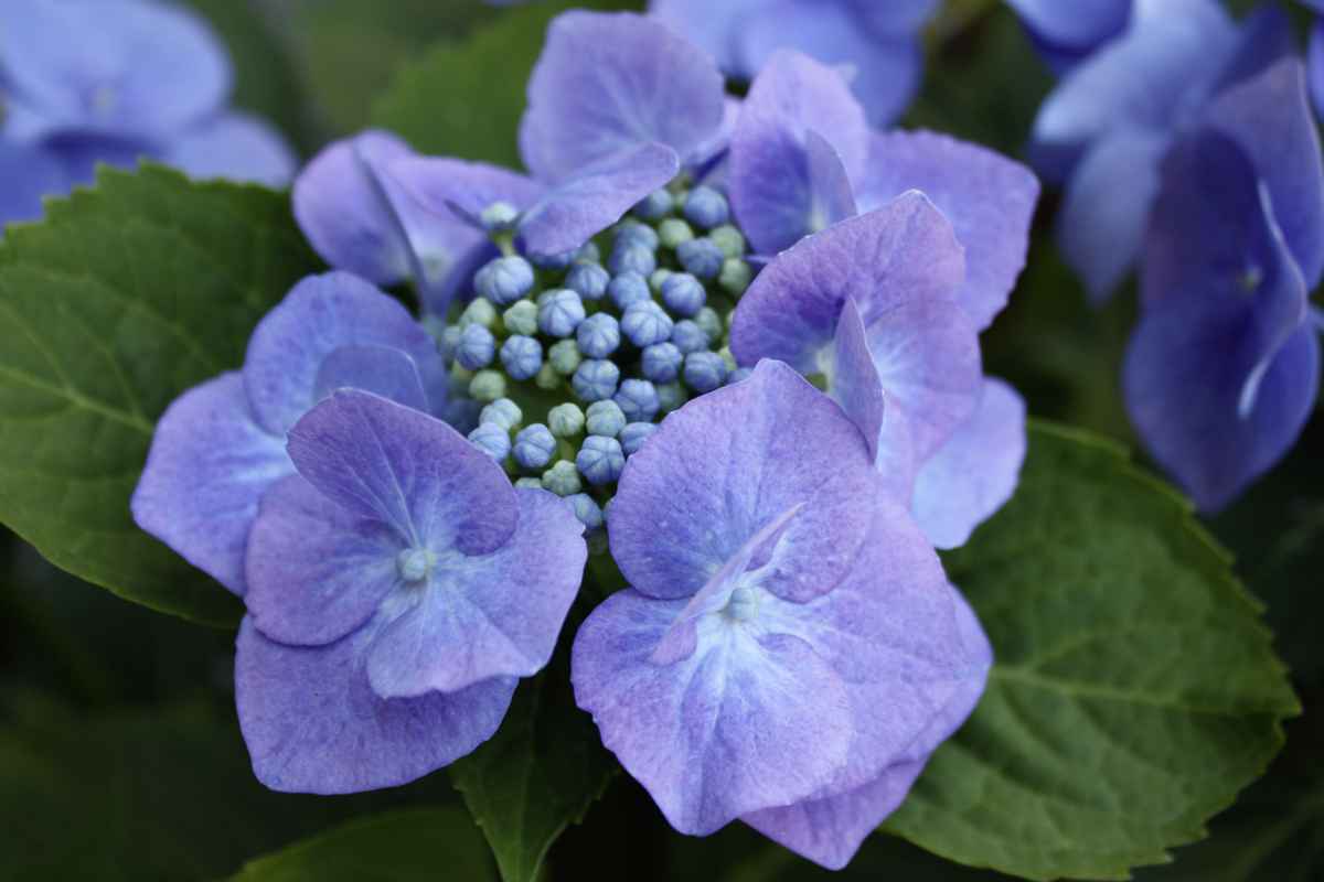 Hortensie05
