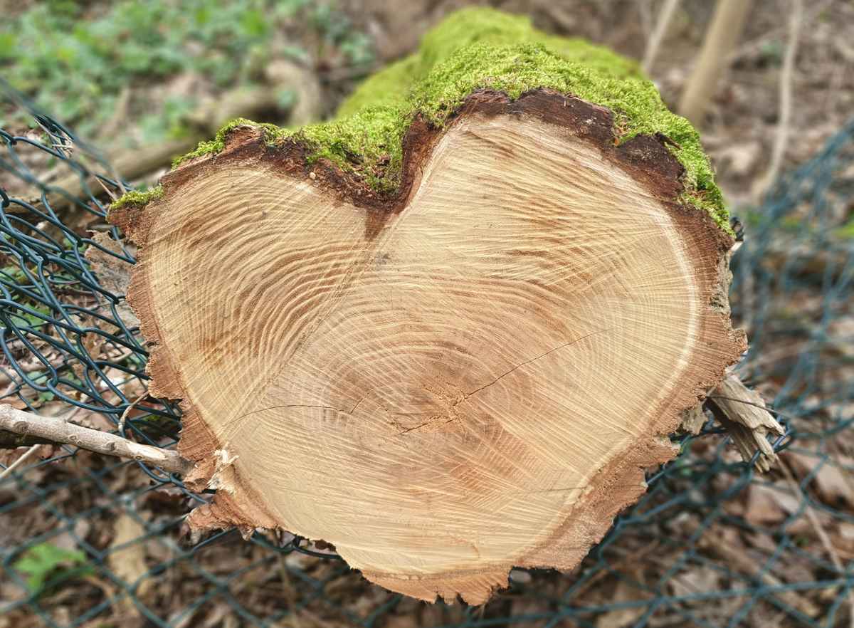 Ein Herz aus Holz