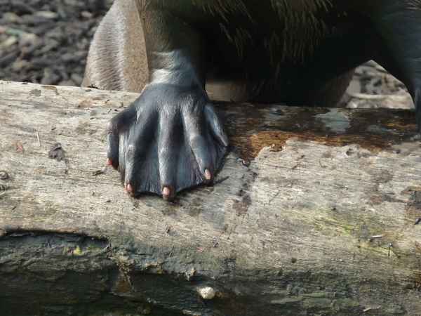 Riesenotter (Fuß)