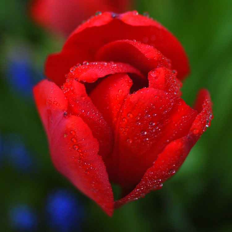 Nasse Tulpe
