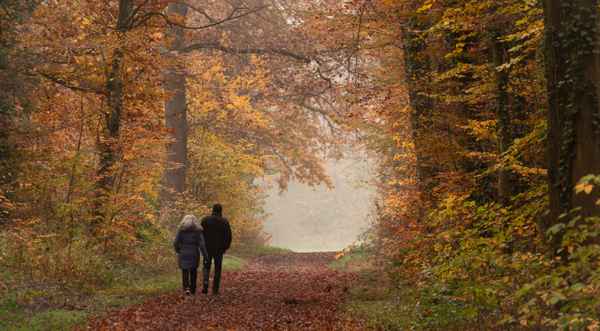 Waldwandern im Herbst