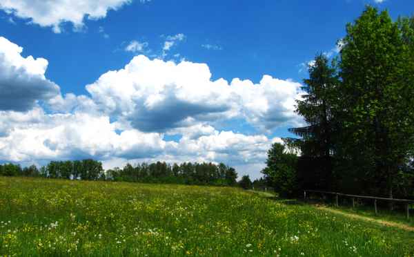 Blühende Wiese im Sonntagswetter