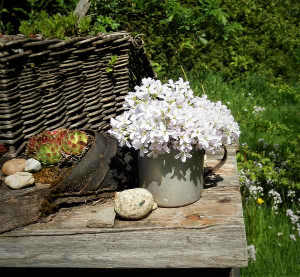 Wiesenschaumkraut - essbare Kräuter