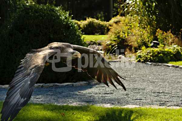 Adler im Flug