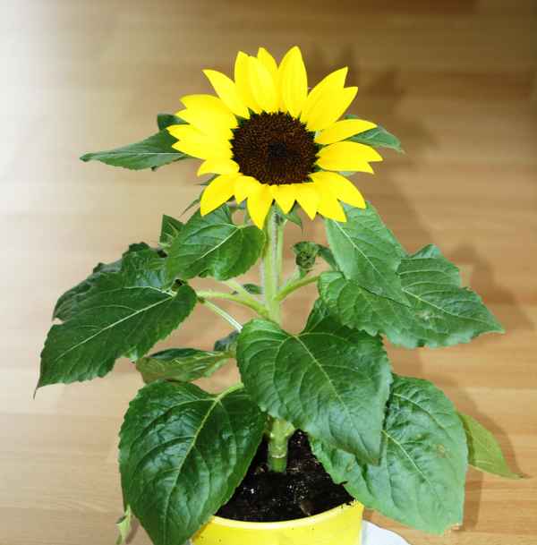 Sonnenblume