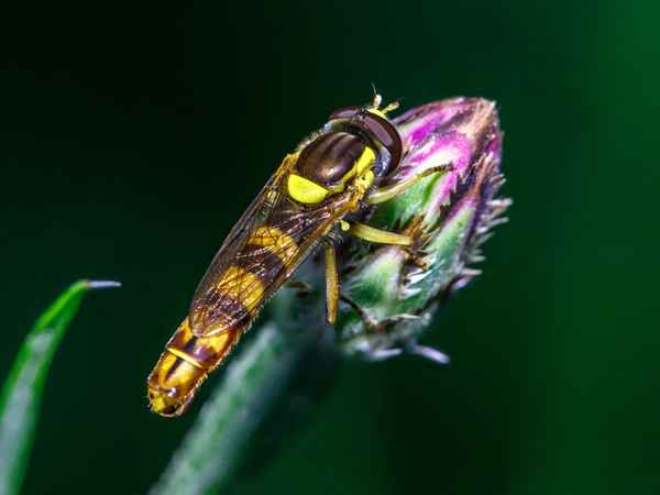 Namenlose Schwebfliege