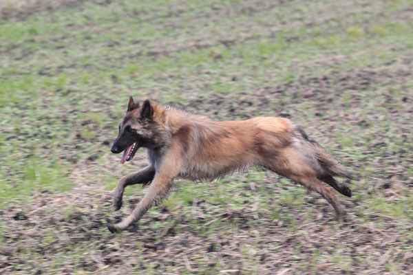Belgischer Schäferhund