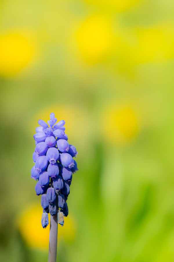 Lila Blüte einer Traubenhyazinthe