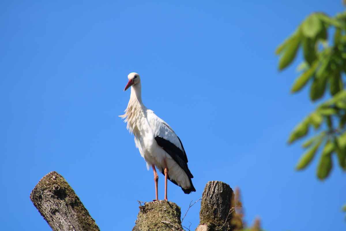 Storch in Sicht!