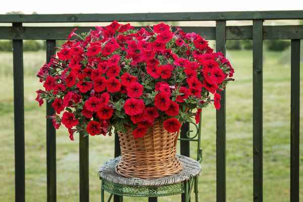 Blumendeko Petunien rot